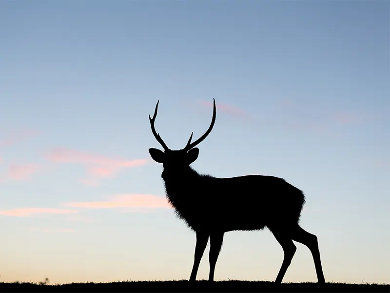 Will Solar Lights Deter Deer